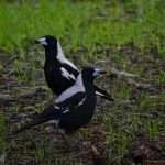 Animal or bird by Keelan J