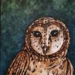 Eastern Barn Owl by Mel C