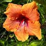 Flora by Via